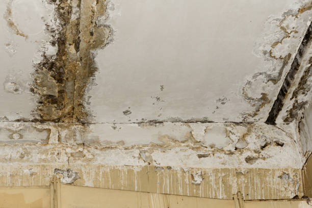 Best Industrial Mold Remediation  in Shelby, MT